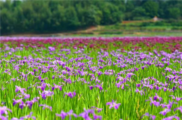 以镇区回龙桥村为中心,辰山,狮龙和红祺村为补充,打造5000亩湘莲种植